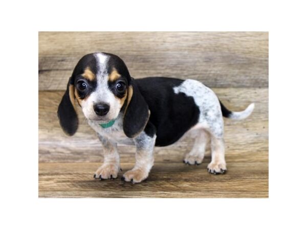 Beagle DOG Female Black White / Tan 11196 Petland Henderson, Nevada