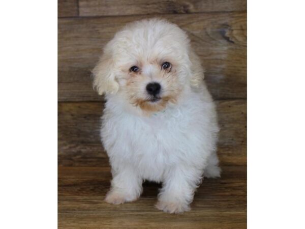 Havachon-DOG-Female-White-11197-Petland Henderson, Nevada