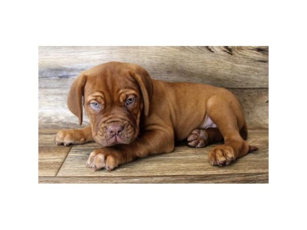 Dogue De Bordeaux-DOG-Male-Red-11194-Petland Henderson, Nevada