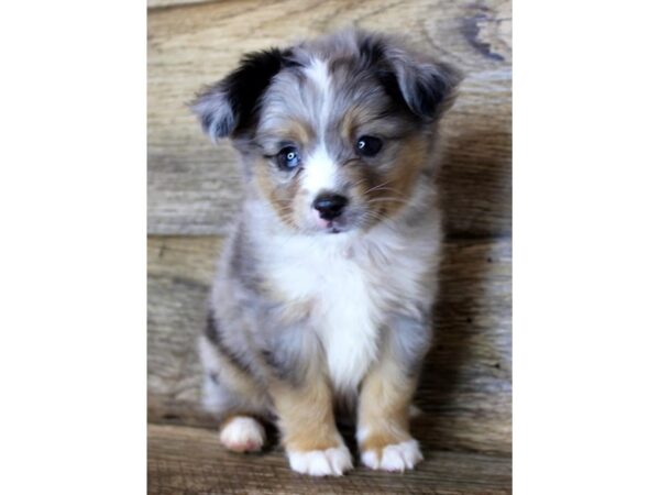 Toy Australian Shepherd DOG Male Blue Merle 11195 Petland Henderson, Nevada