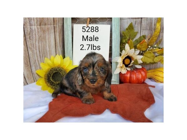 Dachshund DOG Male Blue Silver / Tan 11204 Petland Henderson, Nevada