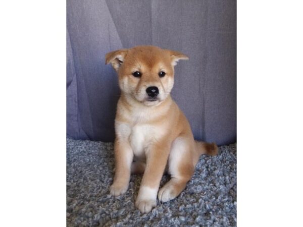 Shiba Inu DOG Female Red 11199 Petland Henderson, Nevada