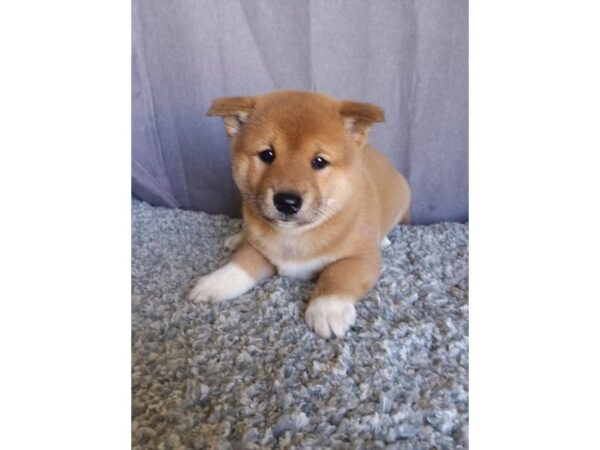 Shiba Inu DOG Male Red 11200 Petland Henderson, Nevada