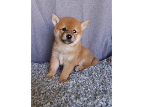 Shiba Inu DOG Male Red / White 11201 Petland Henderson, Nevada