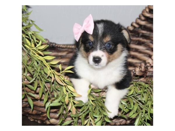 Pembroke Welsh Corgi-DOG-Female-Tri-Colored-11198-Petland Henderson, Nevada