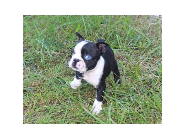 Boston Terrier DOG Female Black / White 11203 Petland Henderson, Nevada