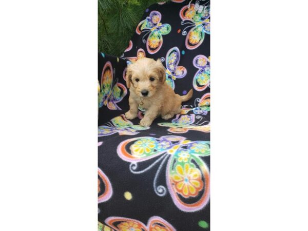 F1B Mini Goldendoodle-DOG-Female-Apricot-11205-Petland Henderson, Nevada