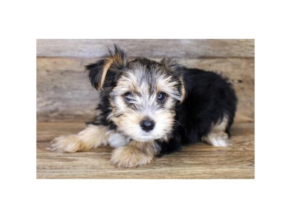 Morkie DOG Male Black / Tan 11211 Petland Henderson, Nevada