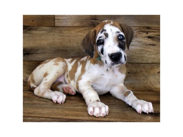 Great Dane DOG Male Fawnequin 11208 Petland Henderson, Nevada