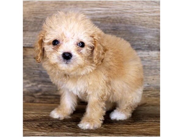 Bichapoo DOG Female Apricot 11210 Petland Henderson, Nevada