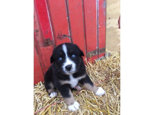 Australian Shepherd DOG Female Black Tan / White 11212 Petland Henderson, Nevada