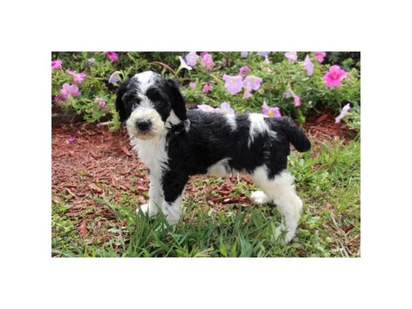 Poodle Standard DOG Female Black / White 11216 Petland Henderson, Nevada