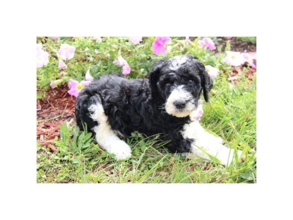 Poodle Standard DOG Male Black / White 11217 Petland Henderson, Nevada