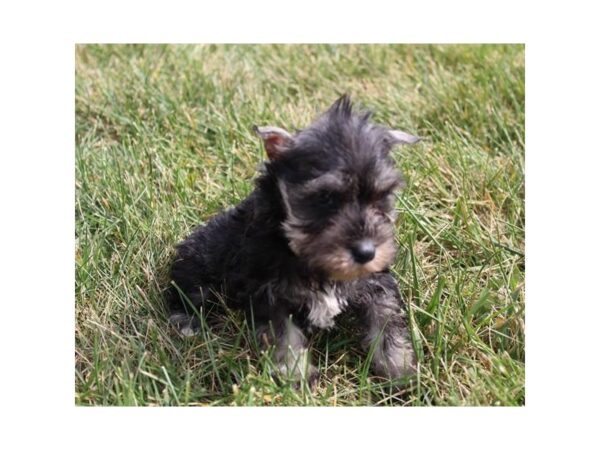 Miniature Schnauzer DOG Female Black 11214 Petland Henderson, Nevada