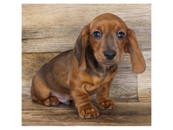 Dachshund-DOG-Male-Wild Boar-11219-Petland Henderson, Nevada