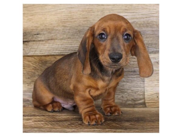 Dachshund DOG Male Wild Boar 11219 Petland Henderson, Nevada