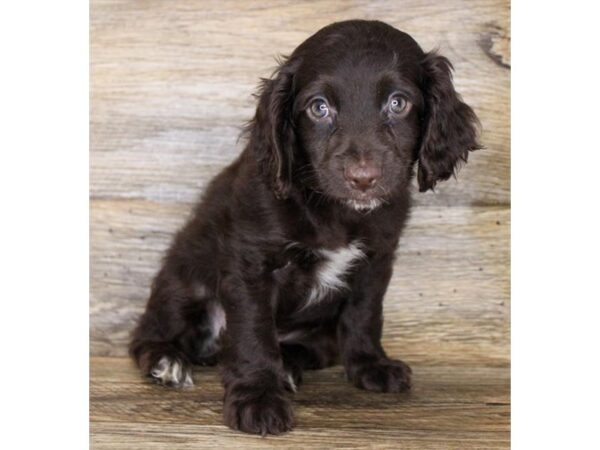 Cock A Poo-DOG-Male-Chocolate-11222-Petland Henderson, Nevada