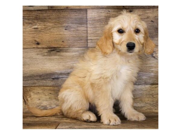 Goldendoodle 2nd Gen-DOG-Female-Golden-11221-Petland Henderson, Nevada