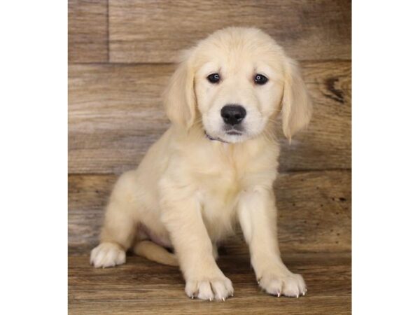 Golden Retriever DOG Female Light Golden 11220 Petland Henderson, Nevada