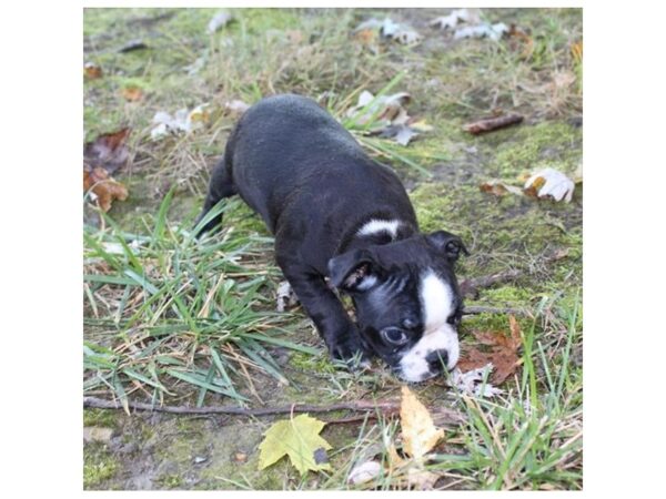 Boston Terrier DOG Female Black / White 11218 Petland Henderson, Nevada