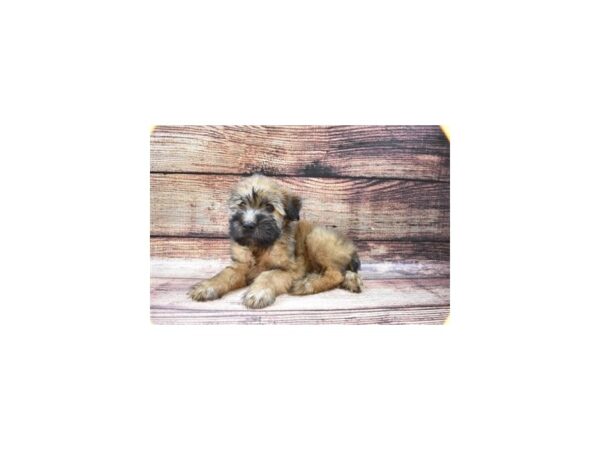 Soft Coated Wheaten Terrier-DOG-Male-Wheaten-11224-Petland Henderson, Nevada