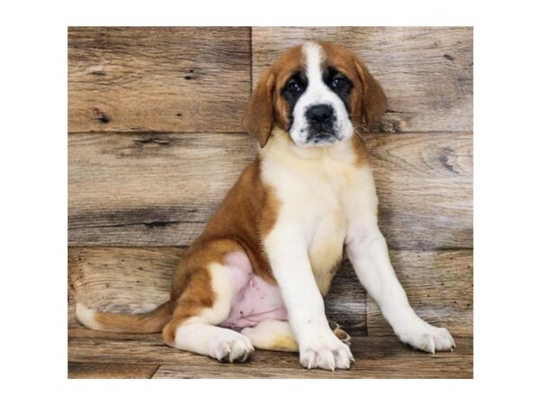 Saint Bernard-DOG-Female-Mahogany / White-11233-Petland Henderson, Nevada