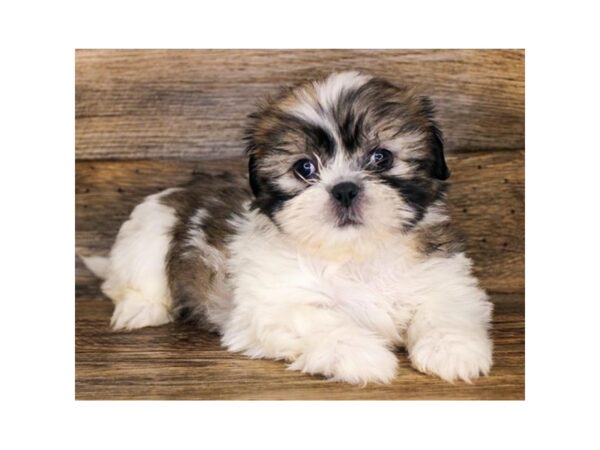 Shih Tzu DOG Male Gold / White 11234 Petland Henderson, Nevada