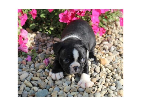 Boston Terrier DOG Male Black / White 11225 Petland Henderson, Nevada