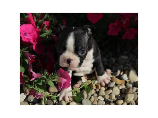 Boston Terrier DOG Male Black / White 11226 Petland Henderson, Nevada