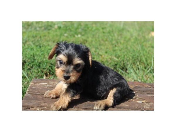 Yorkshire Terrier-DOG-Female-Black / Tan-11229-Petland Henderson, Nevada