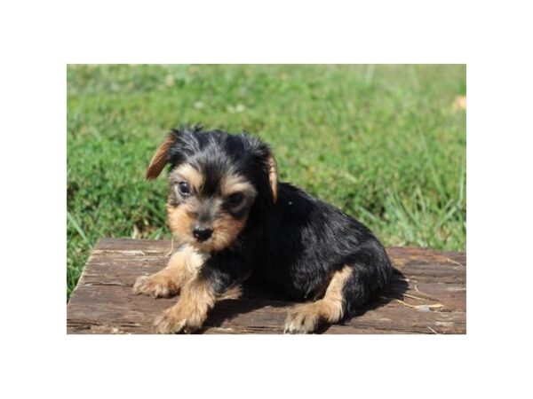 Yorkshire Terrier DOG Female Black / Tan 11229 Petland Henderson, Nevada