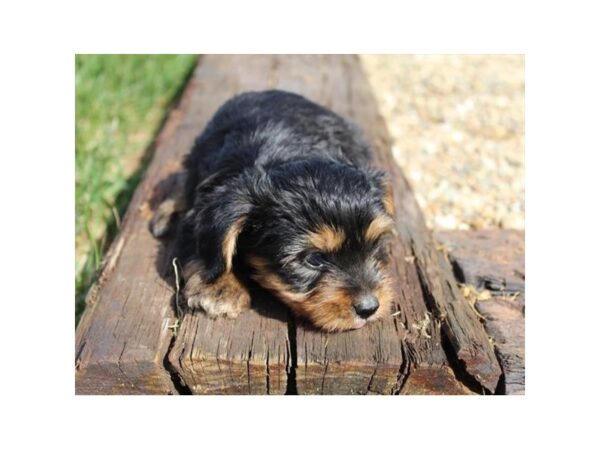 Yorkshire Terrier DOG Male Black / Tan 11230 Petland Henderson, Nevada