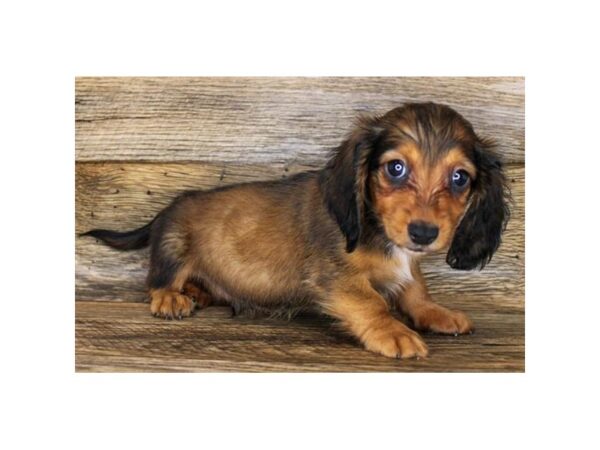 Dachshund DOG Male Wild Boar 11232 Petland Henderson, Nevada