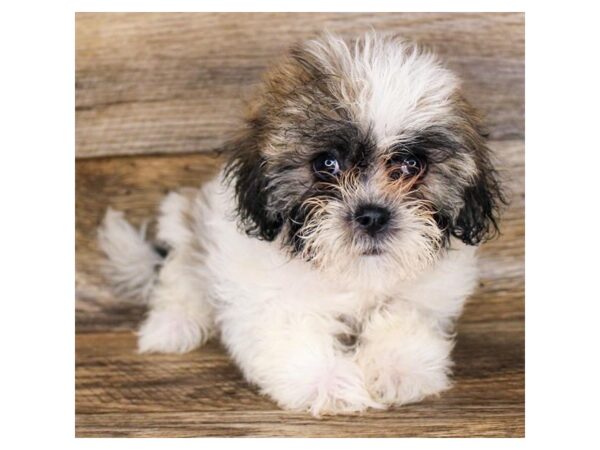 Teddy Bear DOG Female Gold / White 11231 Petland Henderson, Nevada