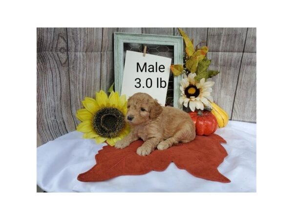 Cock A Poo-DOG-Male-Apricot-11235-Petland Henderson, Nevada