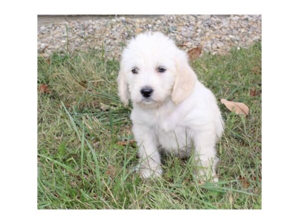 Labrador Retriever/Poodle DOG Female Apricot 11228 Petland Henderson, Nevada