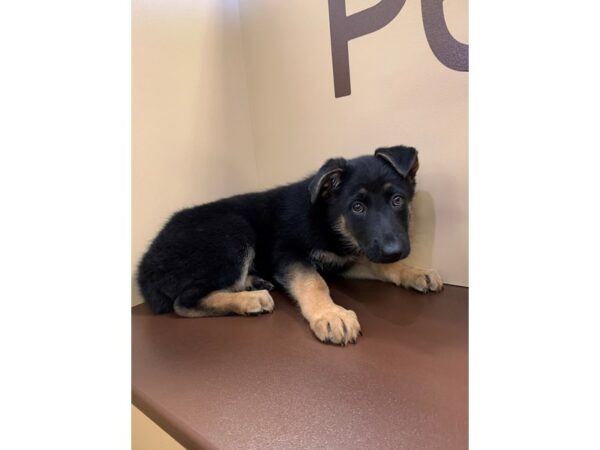 German Shepherd Dog DOG Female Black / Tan 11227 Petland Henderson, Nevada