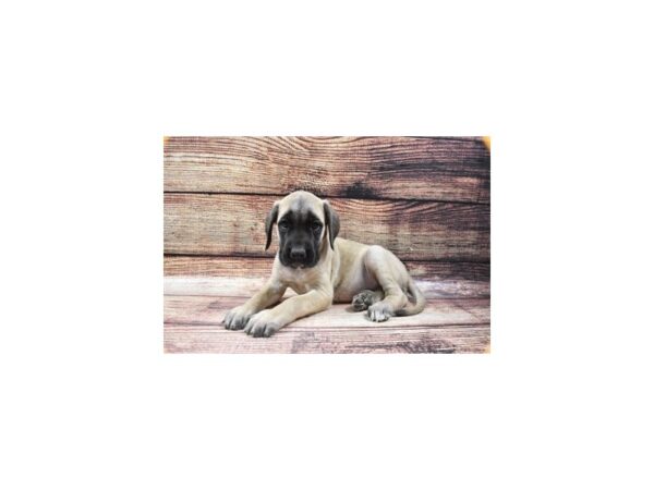 English Mastiff-DOG-Female-Fawn-11247-Petland Henderson, Nevada