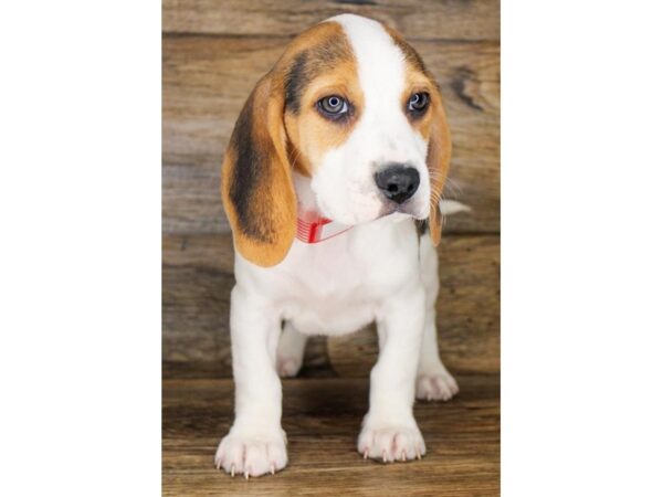 Beagle DOG Male Black Tan / White 11240 Petland Henderson, Nevada