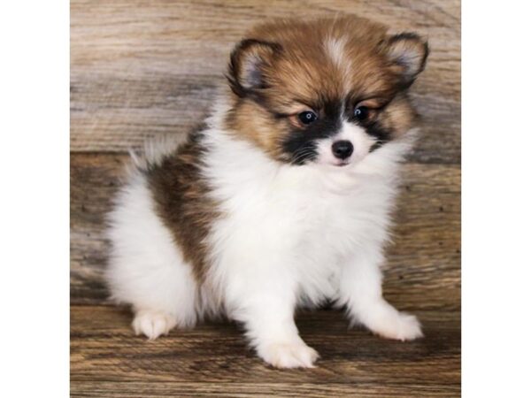 Pomeranian-DOG-Male-Red Sable-11243-Petland Henderson, Nevada