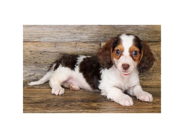 Dachshund-DOG-Male-Chocolate / Tan-11242-Petland Henderson, Nevada