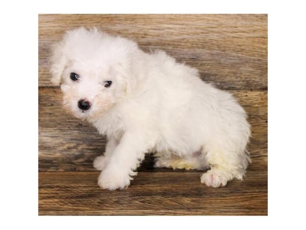 Bichon Frise DOG Male White 11241 Petland Henderson, Nevada