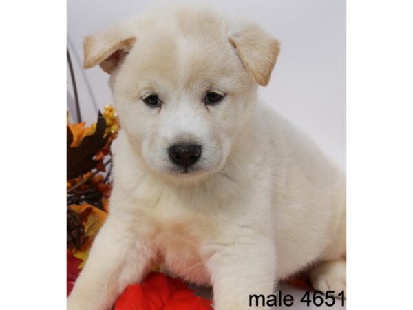 Shiba Inu DOG Male Cream 11244 Petland Henderson, Nevada