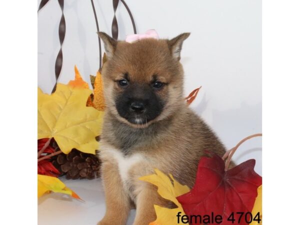 Shiba Inu DOG Female Red / White 11245 Petland Henderson, Nevada