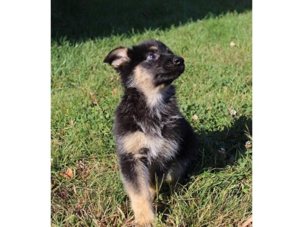 German Shepherd Dog DOG Female Black / Tan 11237 Petland Henderson, Nevada