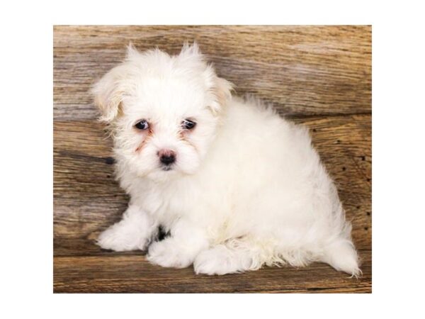 Maltese DOG Male White 11238 Petland Henderson, Nevada