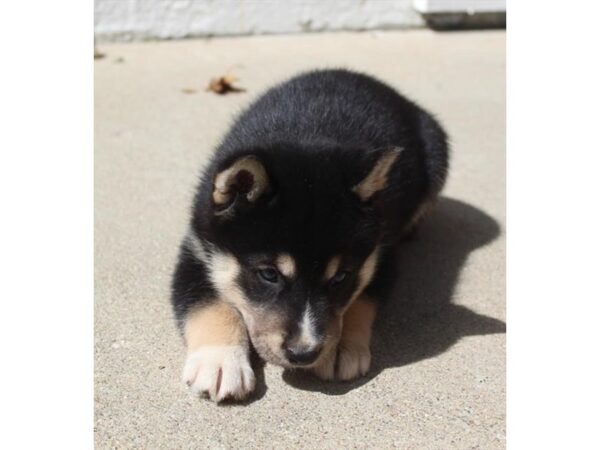 Siberian Husky/Shiba Inu DOG Male Black / Tan 11249 Petland Henderson, Nevada