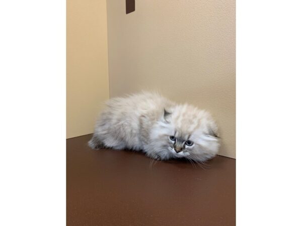 Ragdoll-CAT-Male-Blue Point-11253-Petland Henderson, Nevada