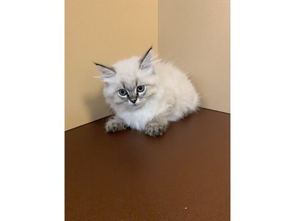 Ragdoll-CAT-Male-Blue Point-11252-Petland Henderson, Nevada