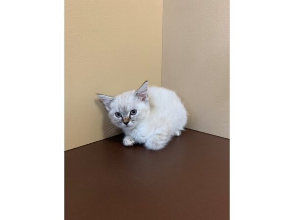 Ragdoll-CAT-Female-Blue Point-11250-Petland Henderson, Nevada